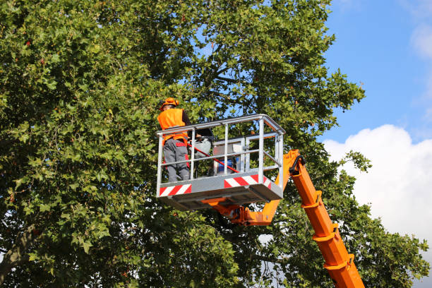 Best Hazardous Tree Removal  in Gardnerville Ranchos, NV